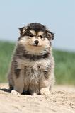 CHIEN FINNOIS DE LAPONIE 615
